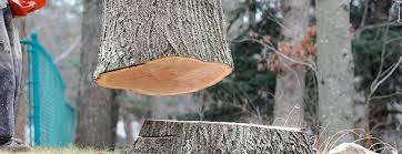Best Tree Disease Treatment  in Groesbeck, TX